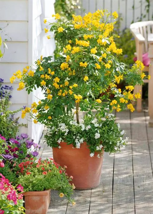 Кора пряности (Senna corymbosa) Кора пряности (Senna corymbosa)