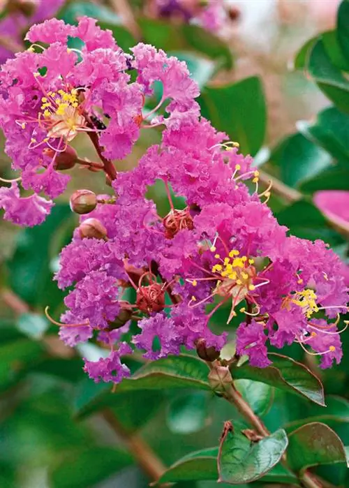 Креп мирт (Lagerstroemia) Креп мирт (Lagerstroemia)