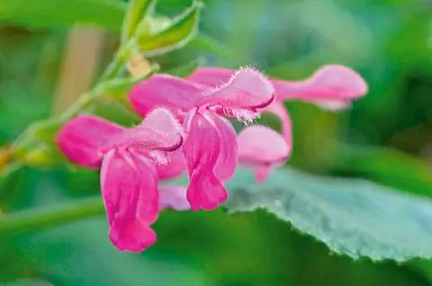 Фруктовый шалфей (Salvia dorisiana) Фруктовый шалфей (Salvia dorisiana)