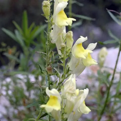 Иберийский львиный зев Antirrhinum brown-blanquetii