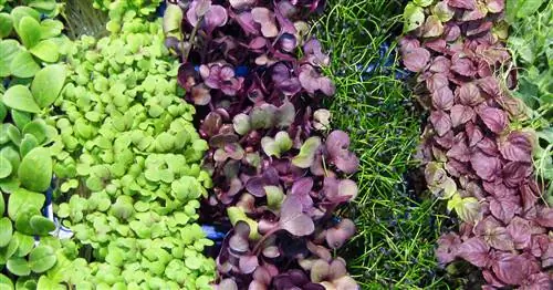 Микрозелень: новый суперпродукт