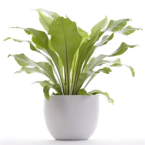 Гнездо папоротника Asplenium nidus