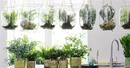 Самые красивые комнатные папоротники