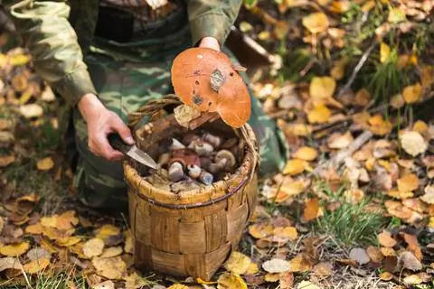 Собираем грибы правильно