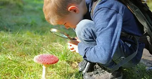 Опасность для жизни: 5 самых опасных местных поганок