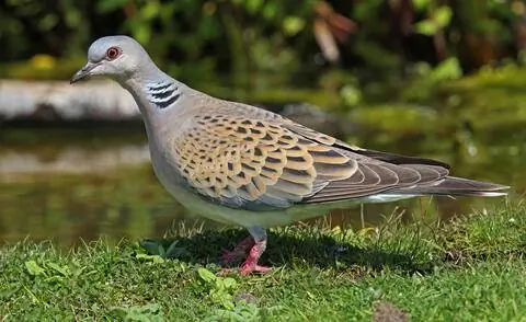 Горлица горлица (Streptopelia turtur)
