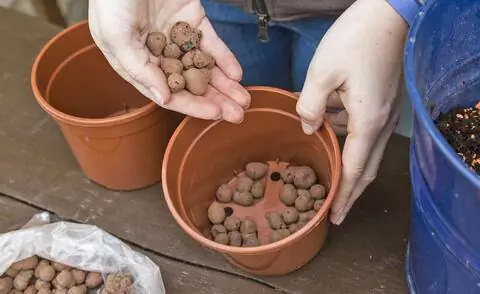 Дренажный слой из керамзита в цветочном горшке Дренажный слой из керамзита в цветочном горшке