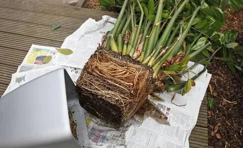 Перепост Зами Перепост Зами
