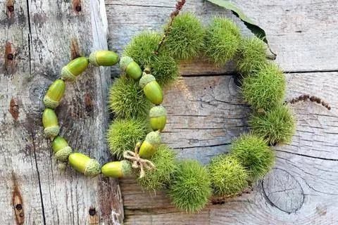 Венки из желудей и каштанов Венки из желудей и каштанов