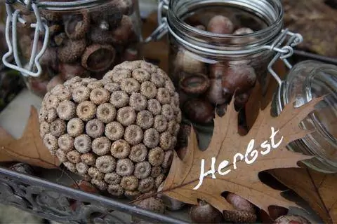 сердце из желудей сердце из желудей