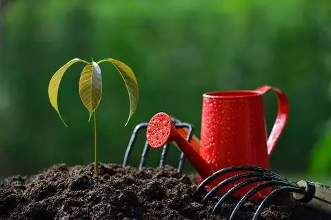 Молодое растение манго Молодое растение манго