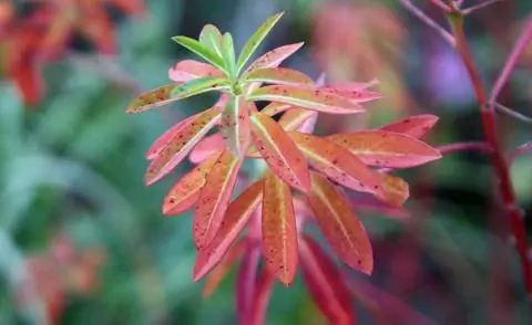 Молочай 'Золотая башня' (Euphorbia cornigera)