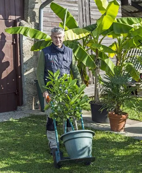 Перевозите большие растения в горшках с помощью ручной тележки.