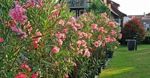 Вот как наше сообщество готовит растения в горшках к зимнему сезону