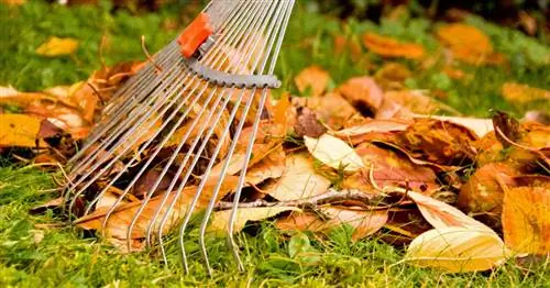 5 советов об осенних листьях