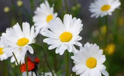 Гренландская маргарита (Arcanthemum arcticum)