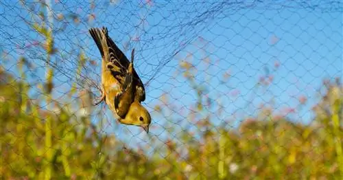 Певчие птицы как деликатес