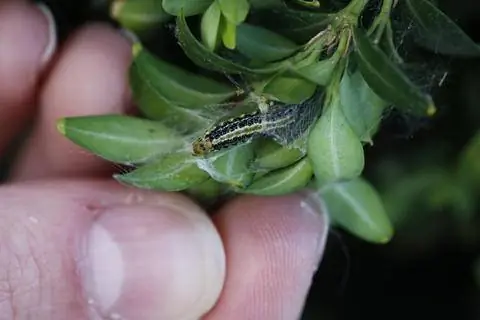 Борьба с самшитовой молью