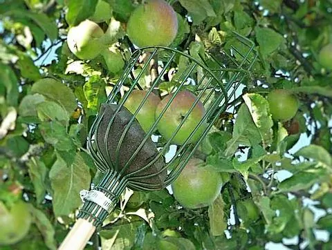 Сборщик фруктов Сборщик яблок Сборщик яблок