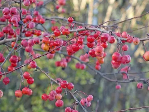 Яблоня 'Красный страж'