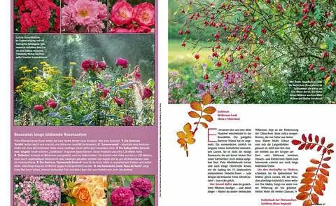 Чтение образца розовой магии