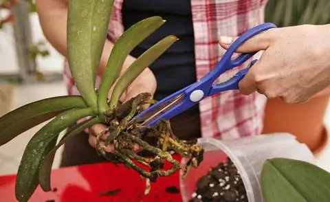 Укоротить корень орхидеи