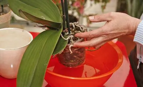 Окуните корневой ком орхидеи