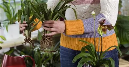 Размножение орхидей отводками