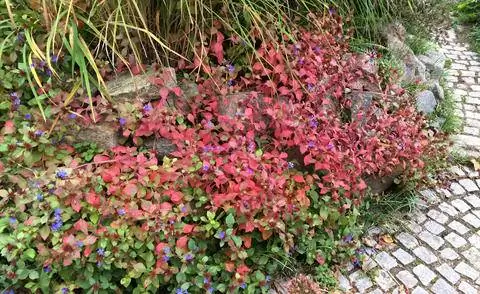 Китайский свинец (Ceratostigma plumbaginoides)