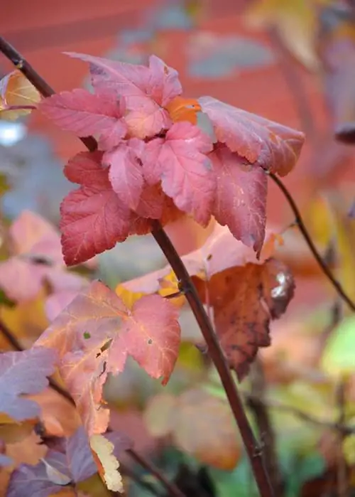 Пузырьковые пирсы с осенними красками