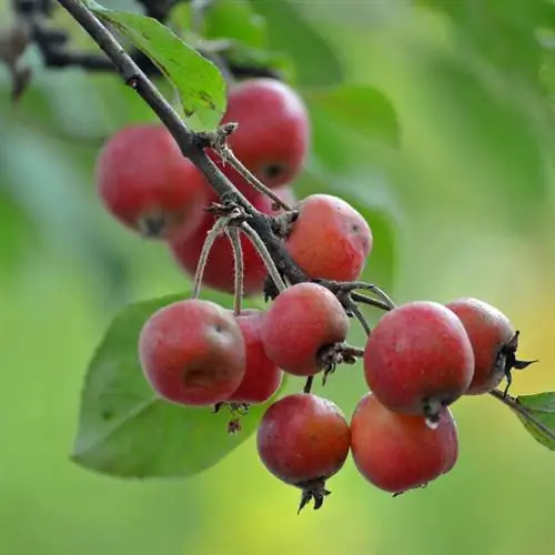 красная декоративная яблоня 'Striped Beauty'