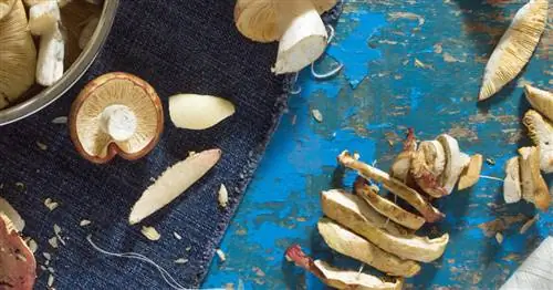 Заморозить или высушить: правильно хранить грибы