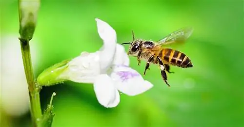 Научно подтверждено тревожное сокращение численности насекомых