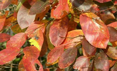 Осенние цвета груши