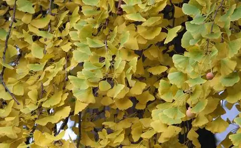 Листья гинкго с осенними цветами