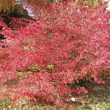 Куст шпинделя (Euonymus alatus) осенью показывает розово-красные листья.