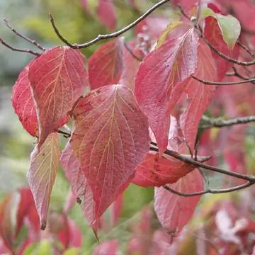 Цветочный кизил (Cornus florida) имеет интенсивный темно-красный осенний цвет.