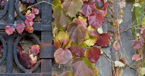 Буйство красок осенью