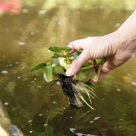 Водяной гиацинт (Eichhornia crassipes)