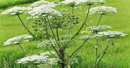 Необходимость обсуждения: новый список инвазивных видов ЕС