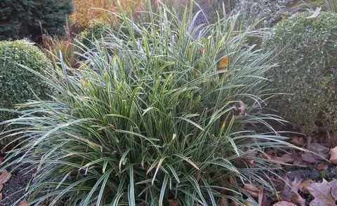 Вечнозеленая осока Variegata (Carex morrowii)