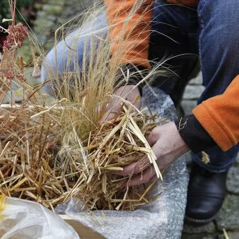 Зимняя защита декоративной травы в горшках