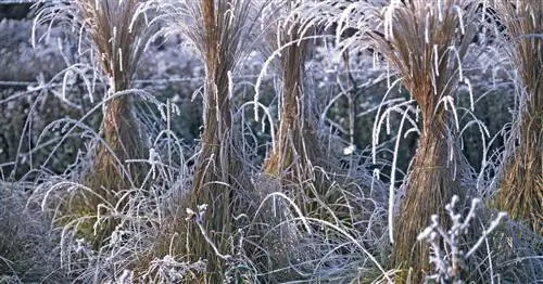 Вот как можно пережить зиму с декоративными травами