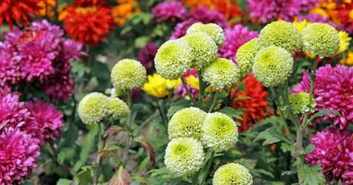 Осенние цветы: Разноцветные цветы на фоне осенней депрессии