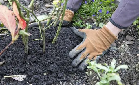 Зимняя защита роз компостом