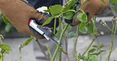 Обрезка роз осенью: есть смысл или нет?