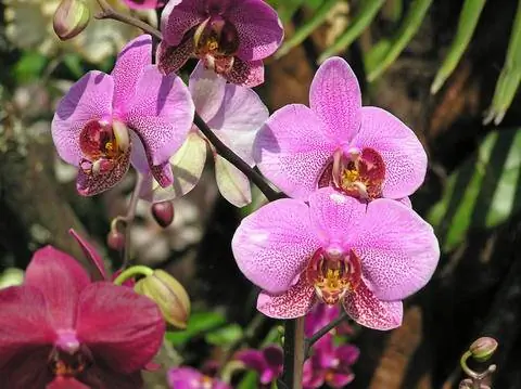 Цветы орхидеи