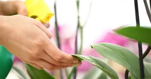 Полив орхидей: Правильный полив имеет решающее значение