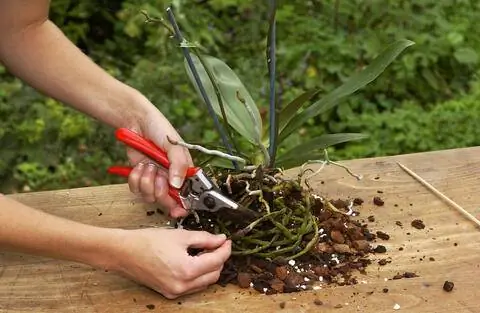 Обрезать корни орхидеи