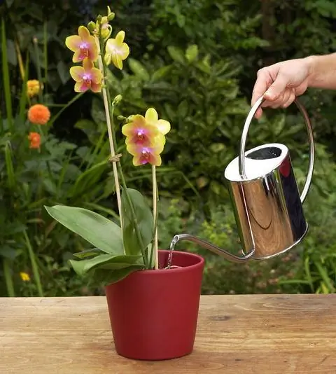 Водяные орхидеи